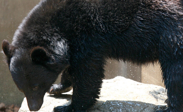 Japanese_black_bear_2