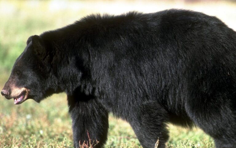 Black_Bear_(20261425192)