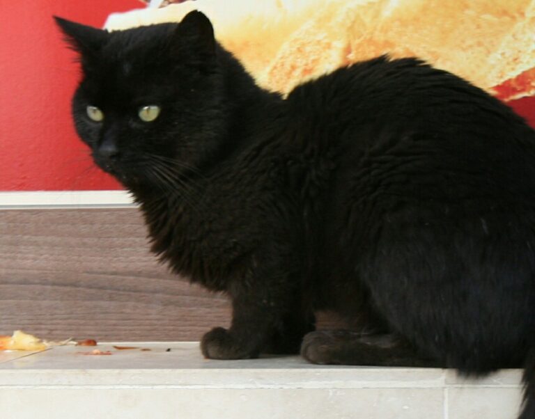 Black_cat_in_Pamukkale,_Turkey