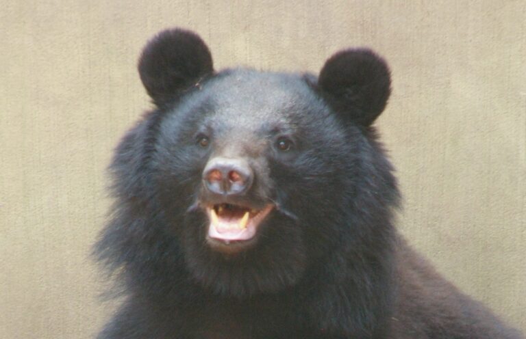Ursus_t._japonicus_Ueno_Zoo