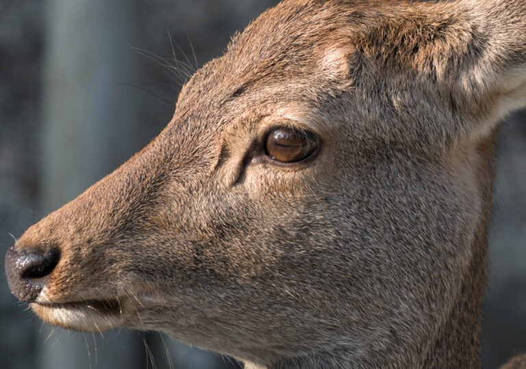 Sika_Deer_in_Nara_Park,_Japan