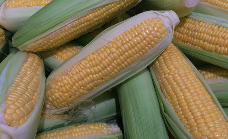 corn_pastel_sweet_light_green_cream_color_vegetables_department_department_store-491783