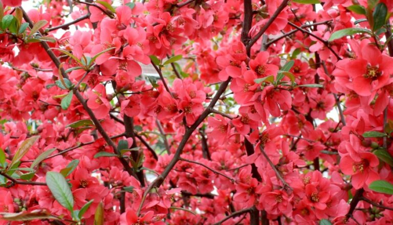 nature_summer_summer_plants_flower_garden_red_japan_ornamental_plants-540074