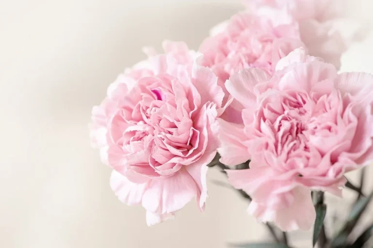 flowers-cloves-pink-d1fbd0-1024