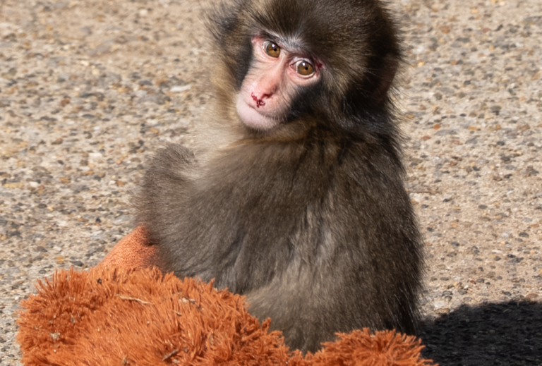 Punch_the_Monkey_Ichikawa_City_Zoo_2026_2