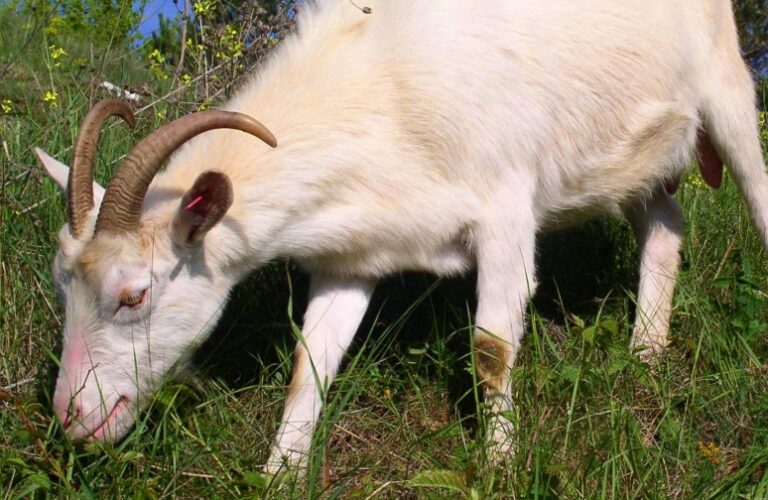 goat_animal_feast-499299