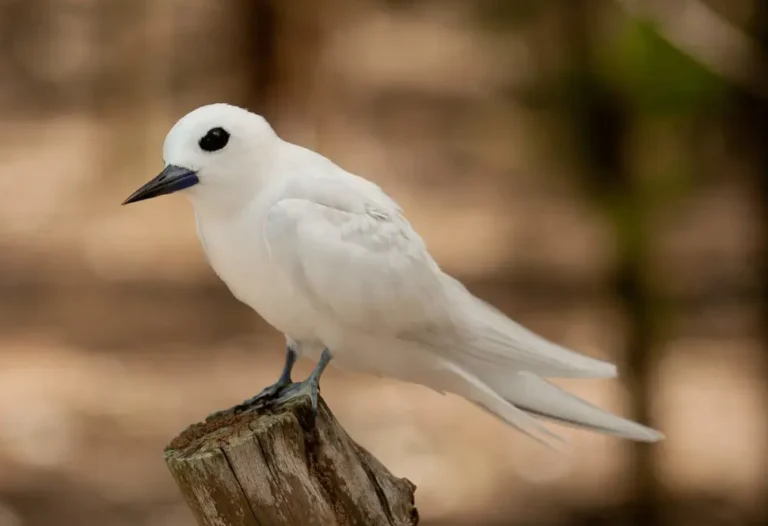 journey-to-midway-island-22