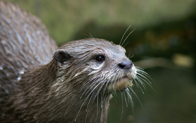 Asian-small-clawed-otter