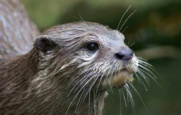 Asian-small-clawed-otter