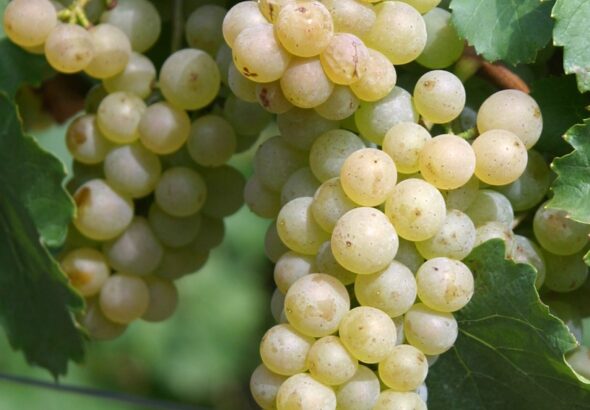 Auxerrois07-1_Ausschnitt