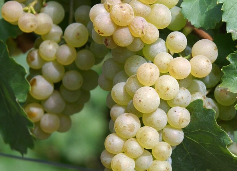Auxerrois07-1_Ausschnitt