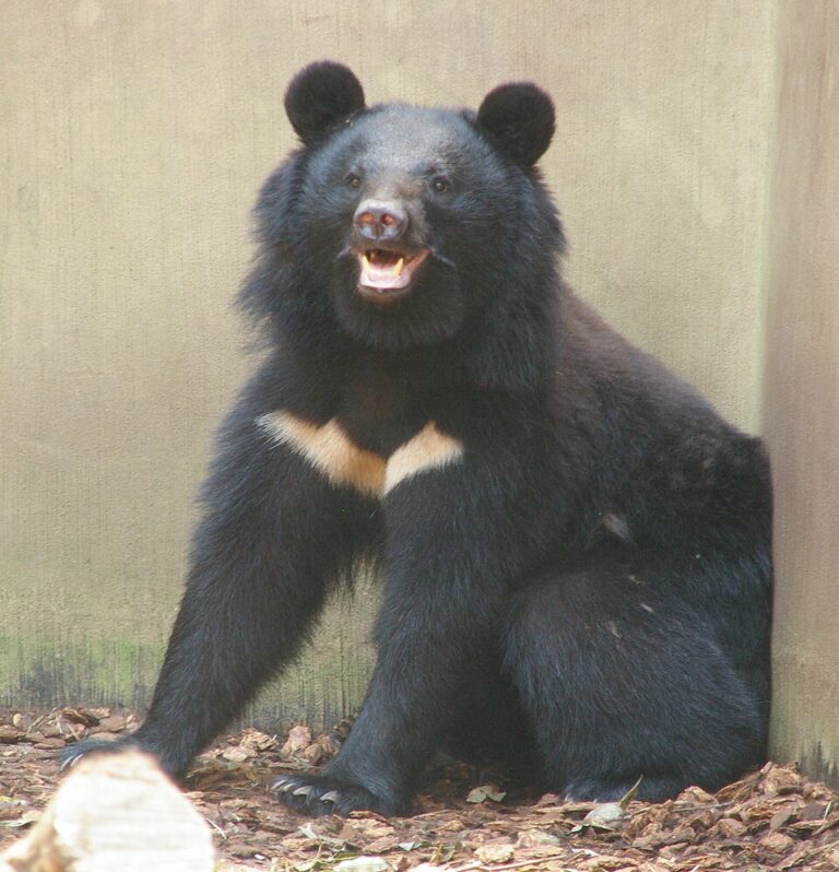 Ursus_t._japonicus_Ueno_Zoo