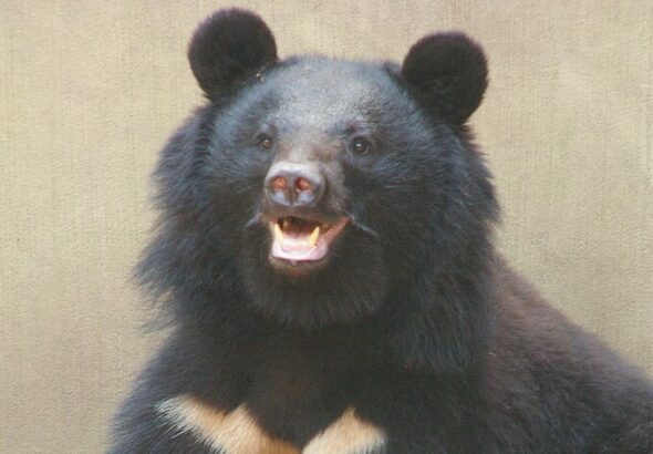 Ursus_t._japonicus_Ueno_Zoo