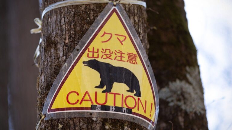 URSOS JAPÃO